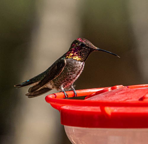 Anna's Hummingbird - Carlton Cook