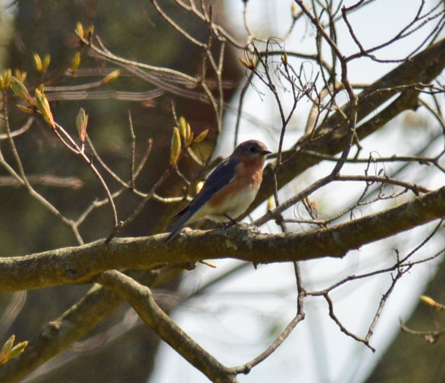 Eastern Bluebird - ML618497784