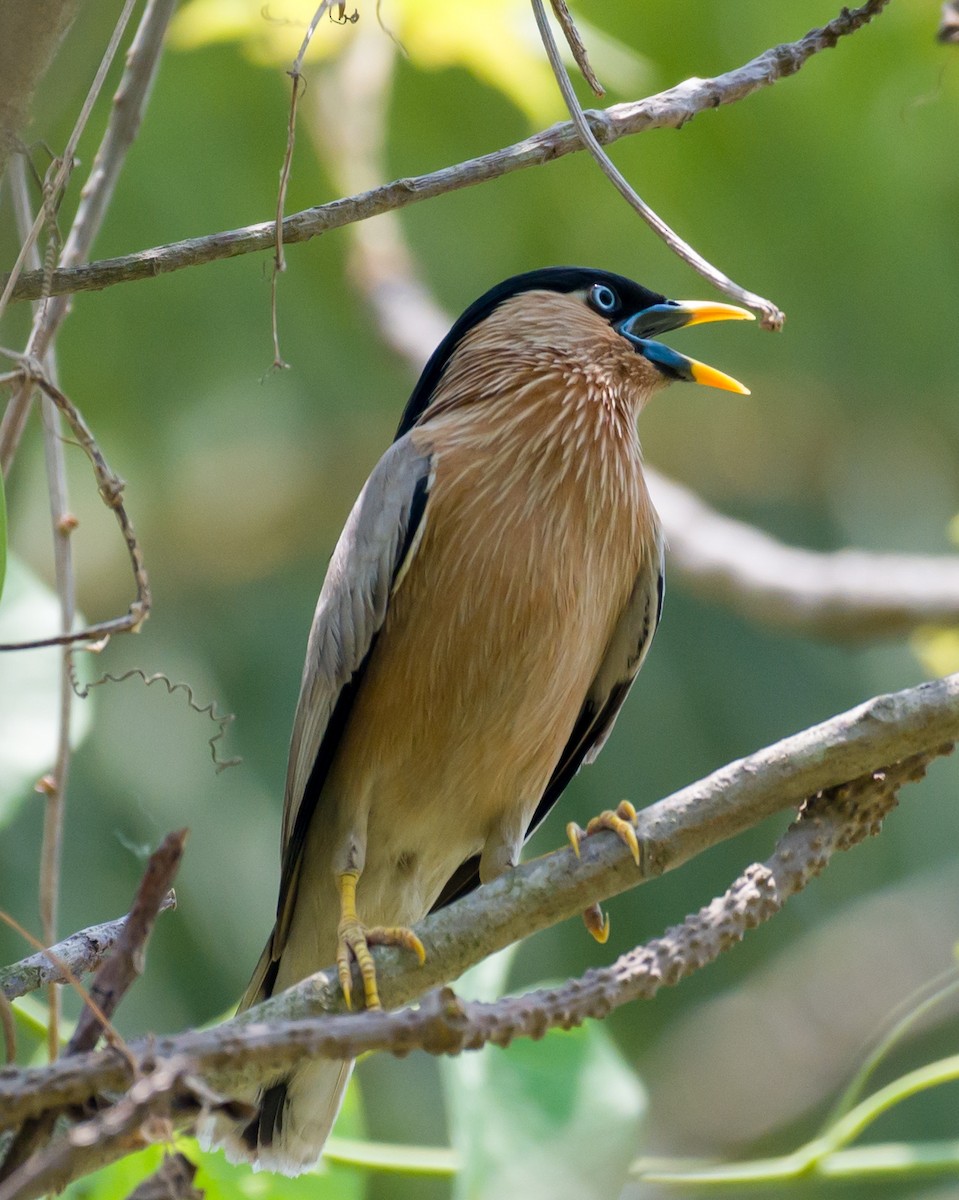 Brahminy Starling - ML618497792