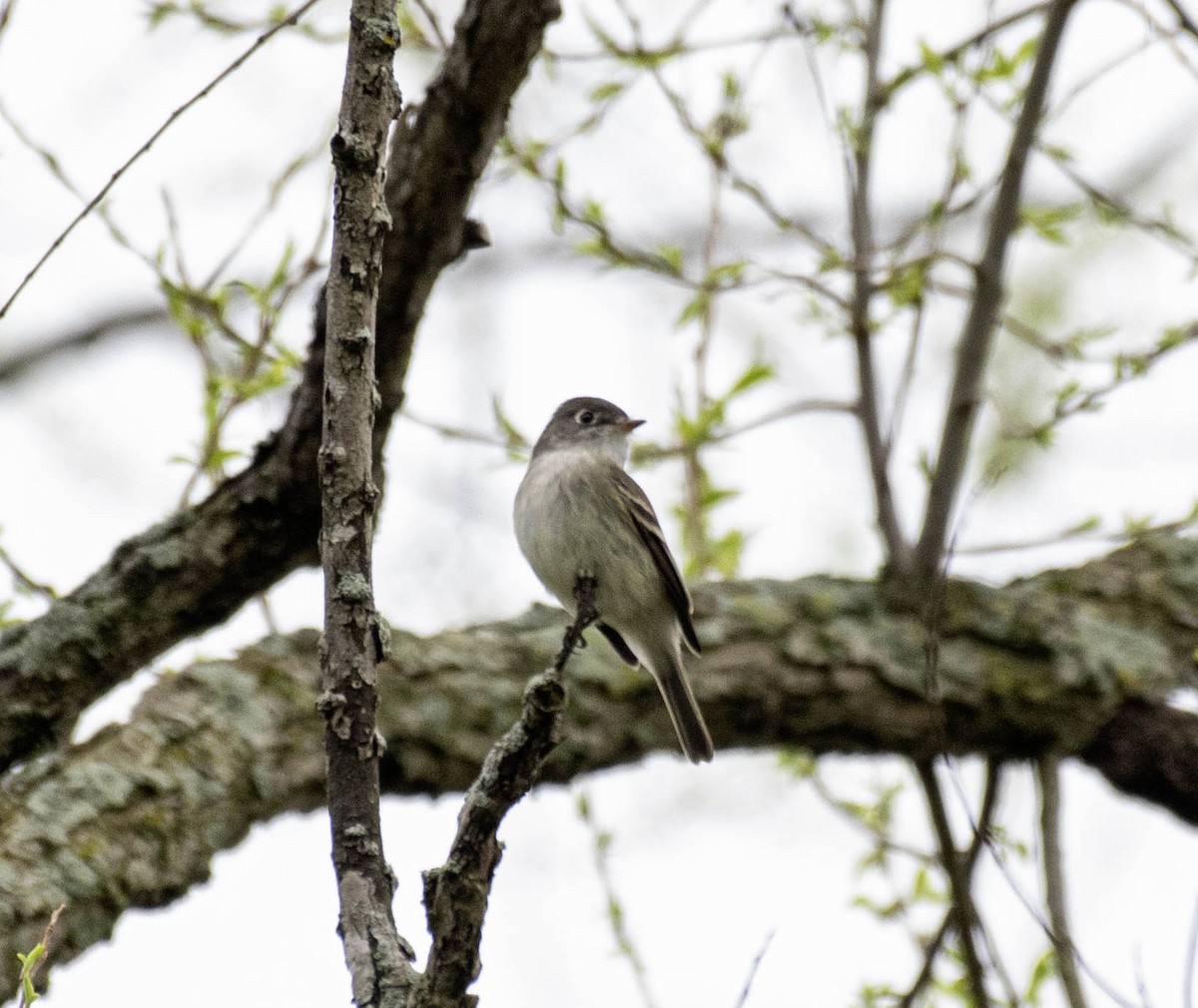 Least Flycatcher - ML618497816