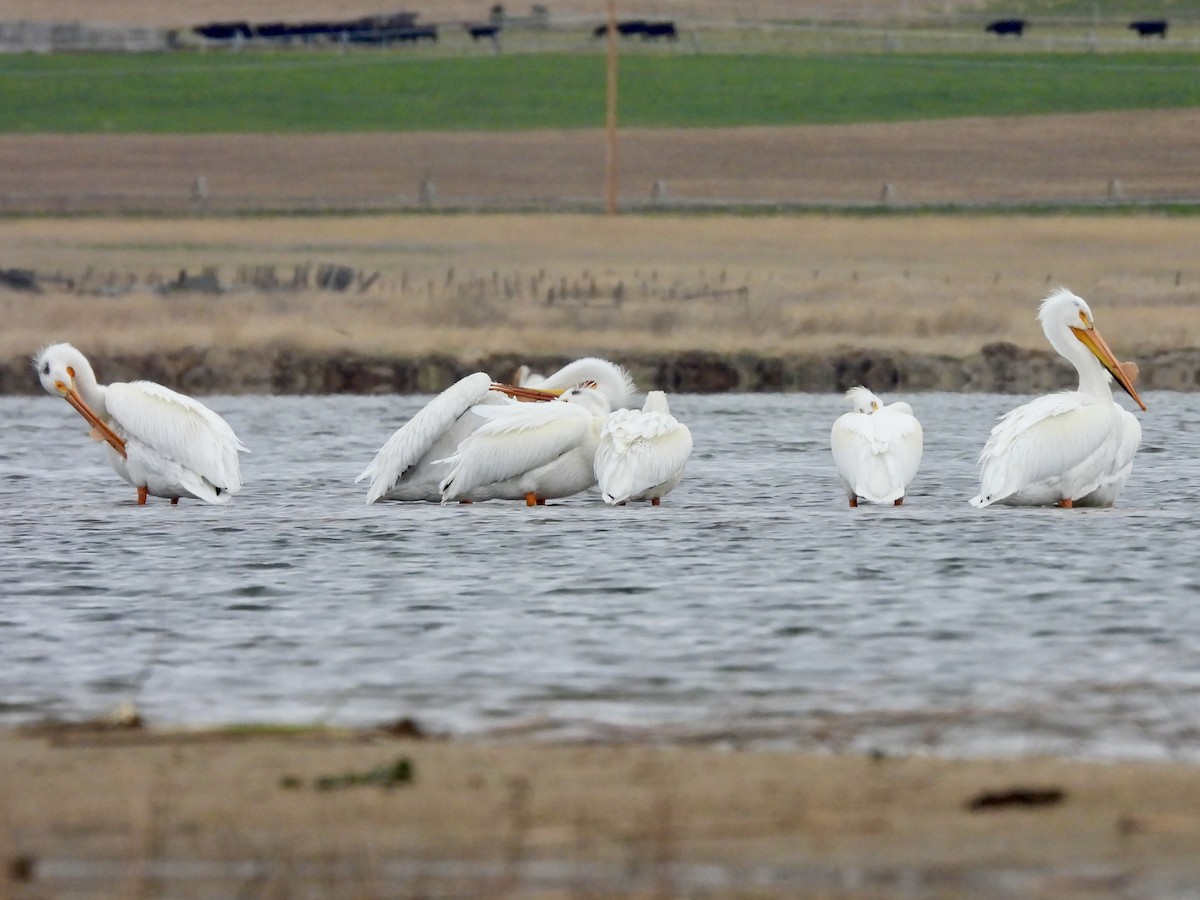 American White Pelican - ML618497826