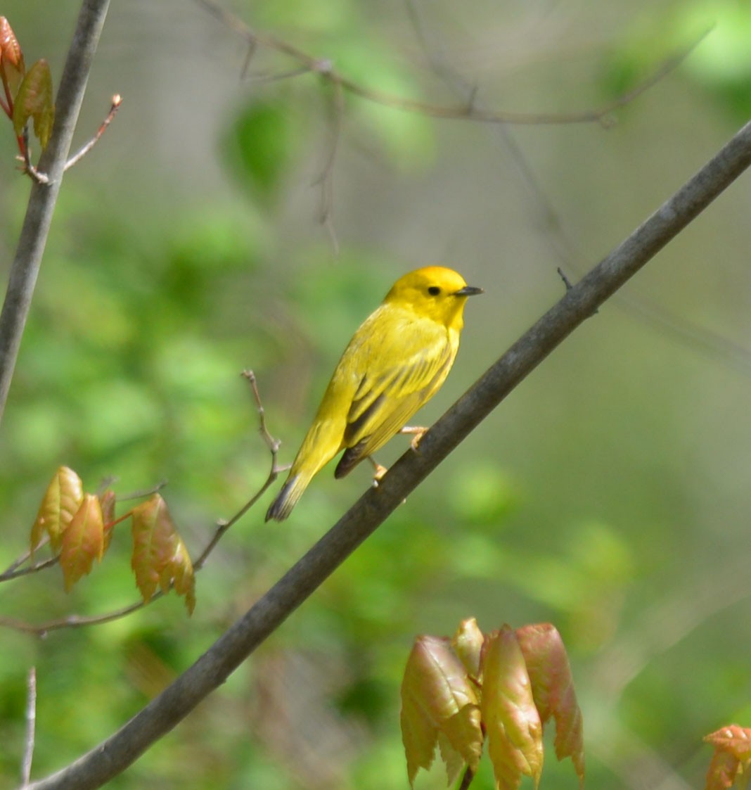 Yellow Warbler - ML618497831