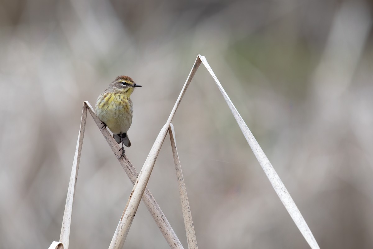 Palm Warbler - ML618497840