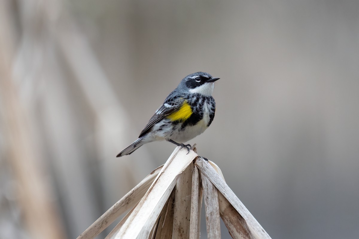 Yellow-rumped Warbler - ML618497842