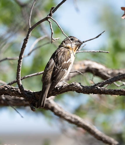 Black-headed Grosbeak - Carlton Cook