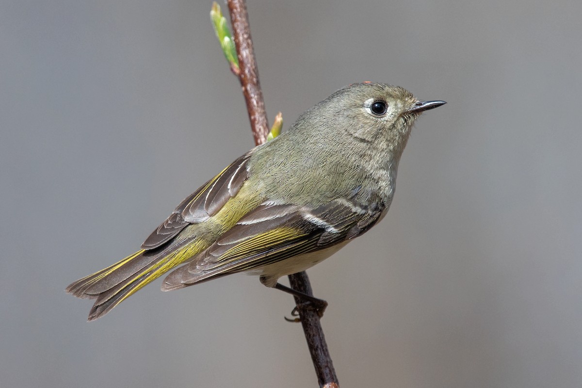 Ruby-crowned Kinglet - Daniel Campeau