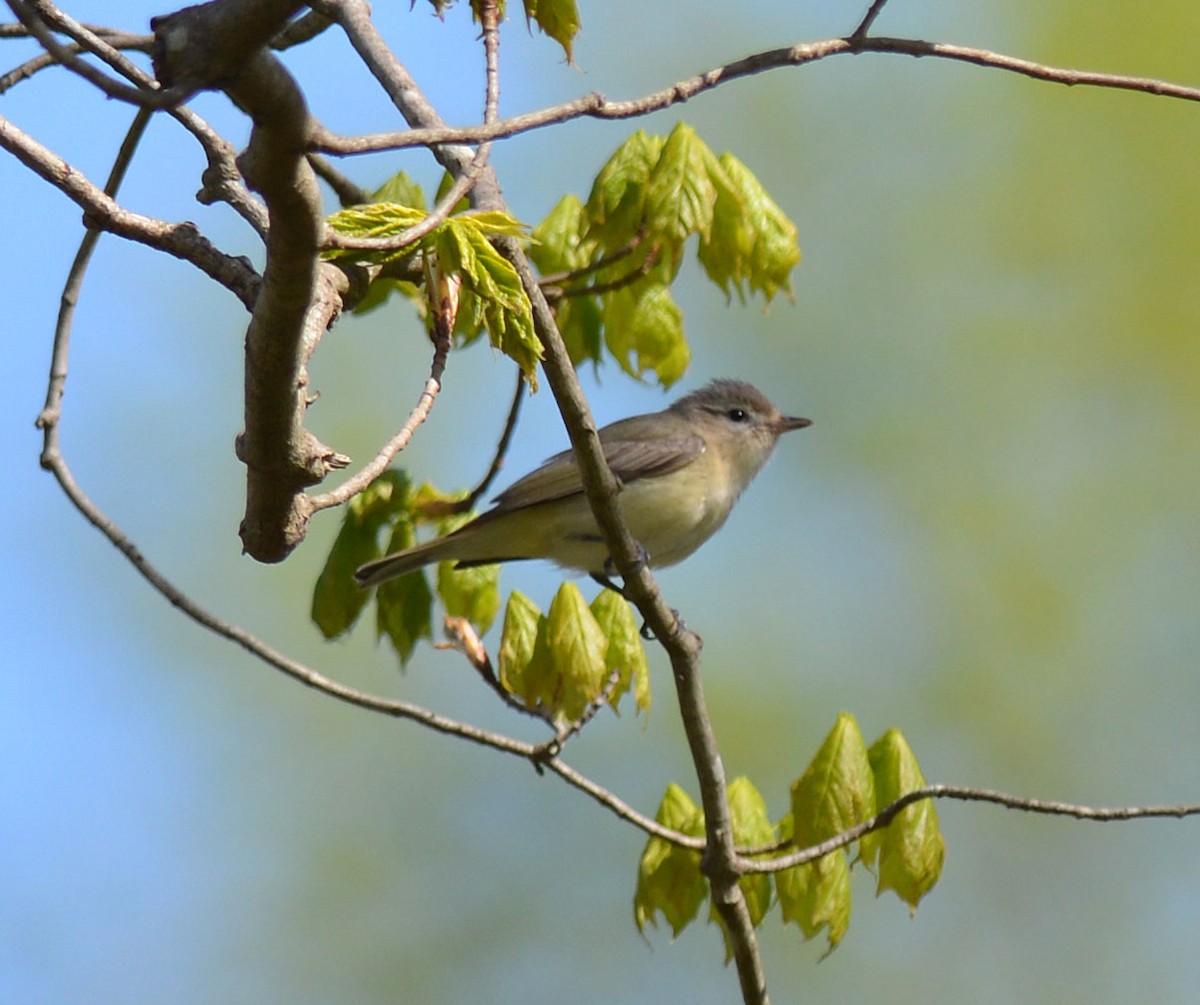 Warbling Vireo - ML618497868