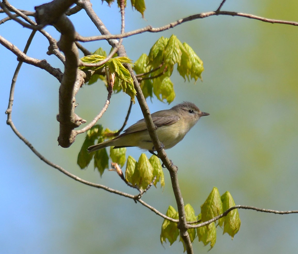 Warbling Vireo - ML618497869