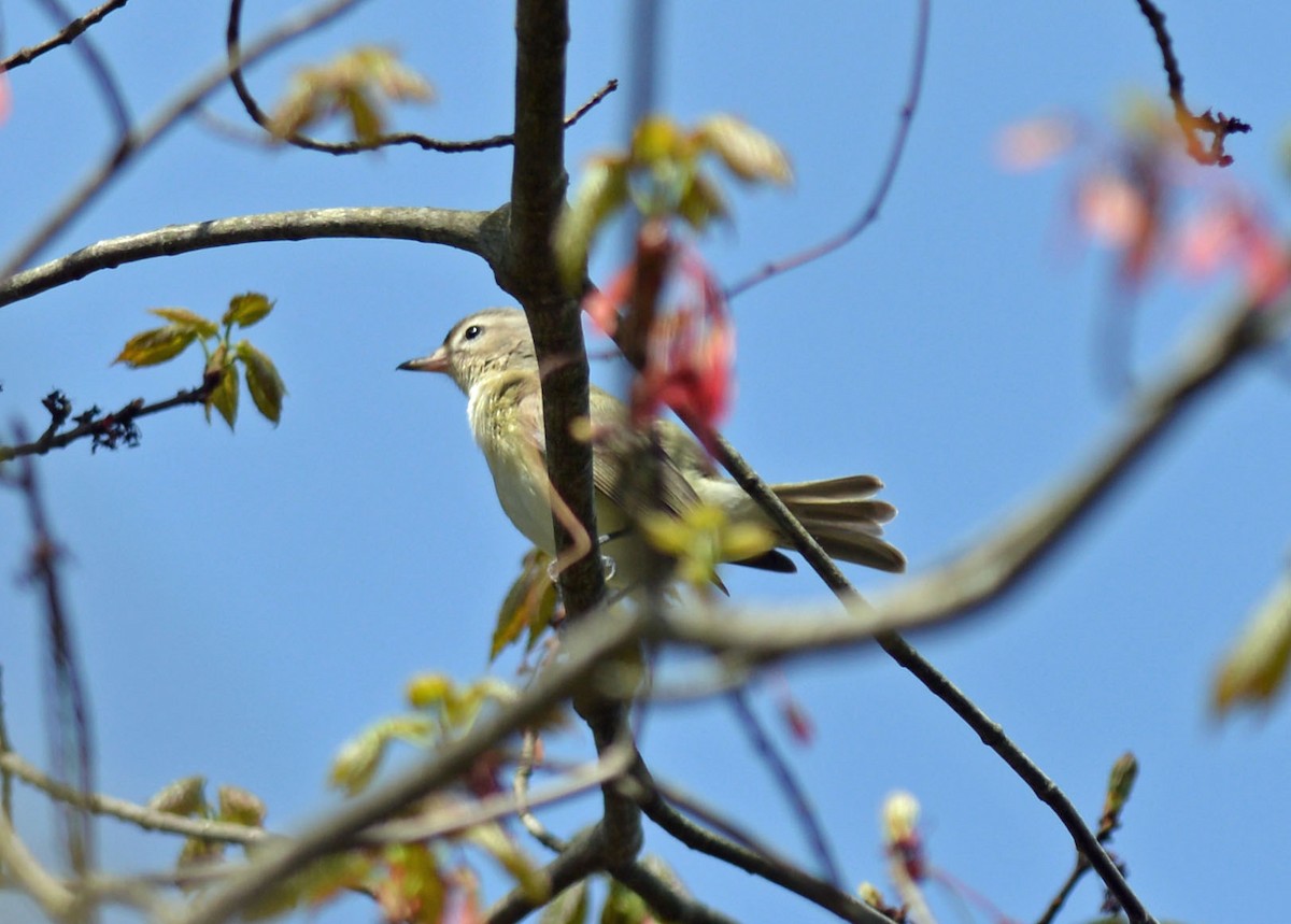 Warbling Vireo - Michael Carpenter