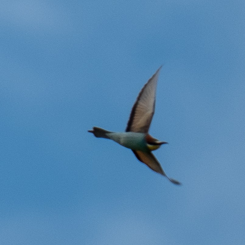 European Bee-eater - ML618497889