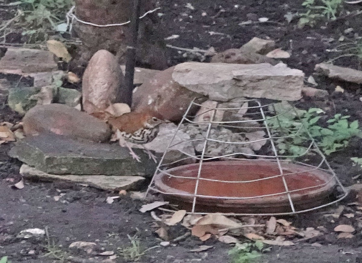 Wood Thrush - Sheridan Coffey