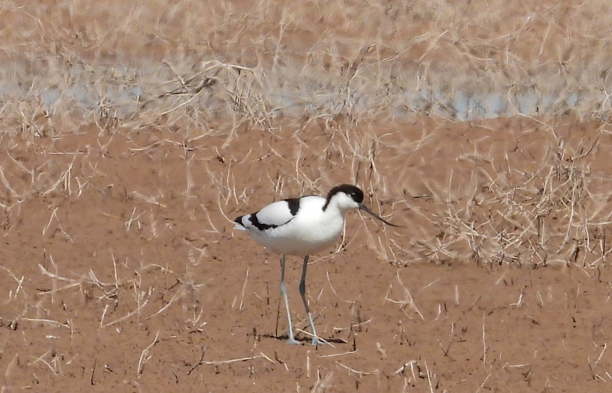 Avocette élégante - ML618497918