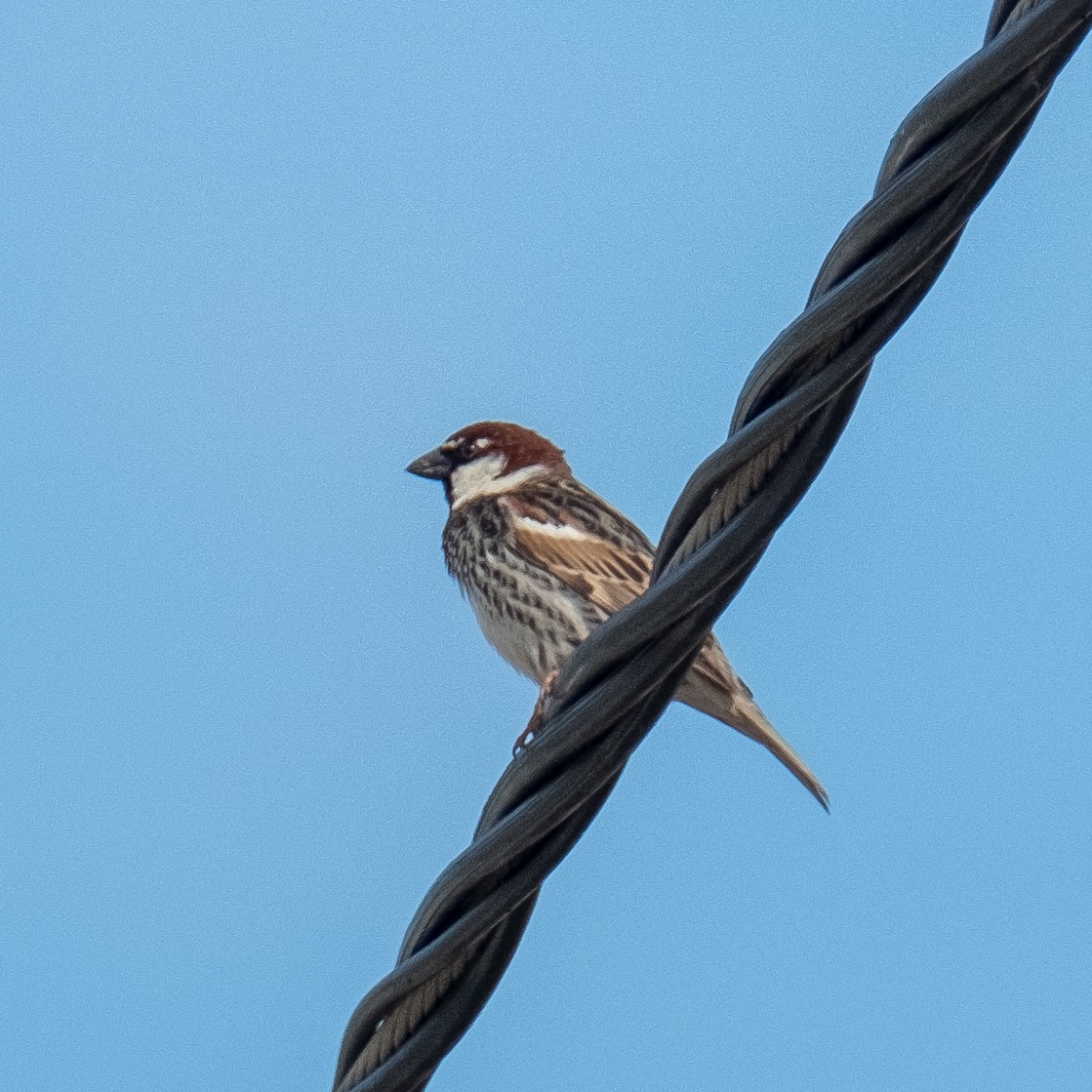 Spanish Sparrow - ML618497922