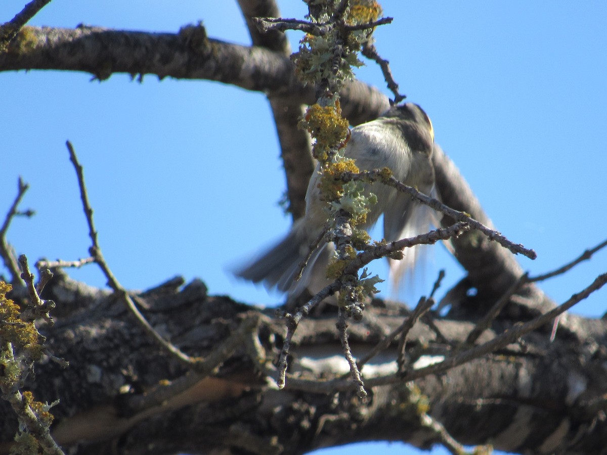 Golden-crowned Kinglet - Caleb Helsel