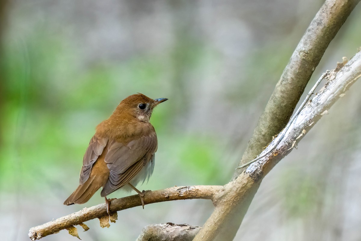 Veery - Gustino Lanese