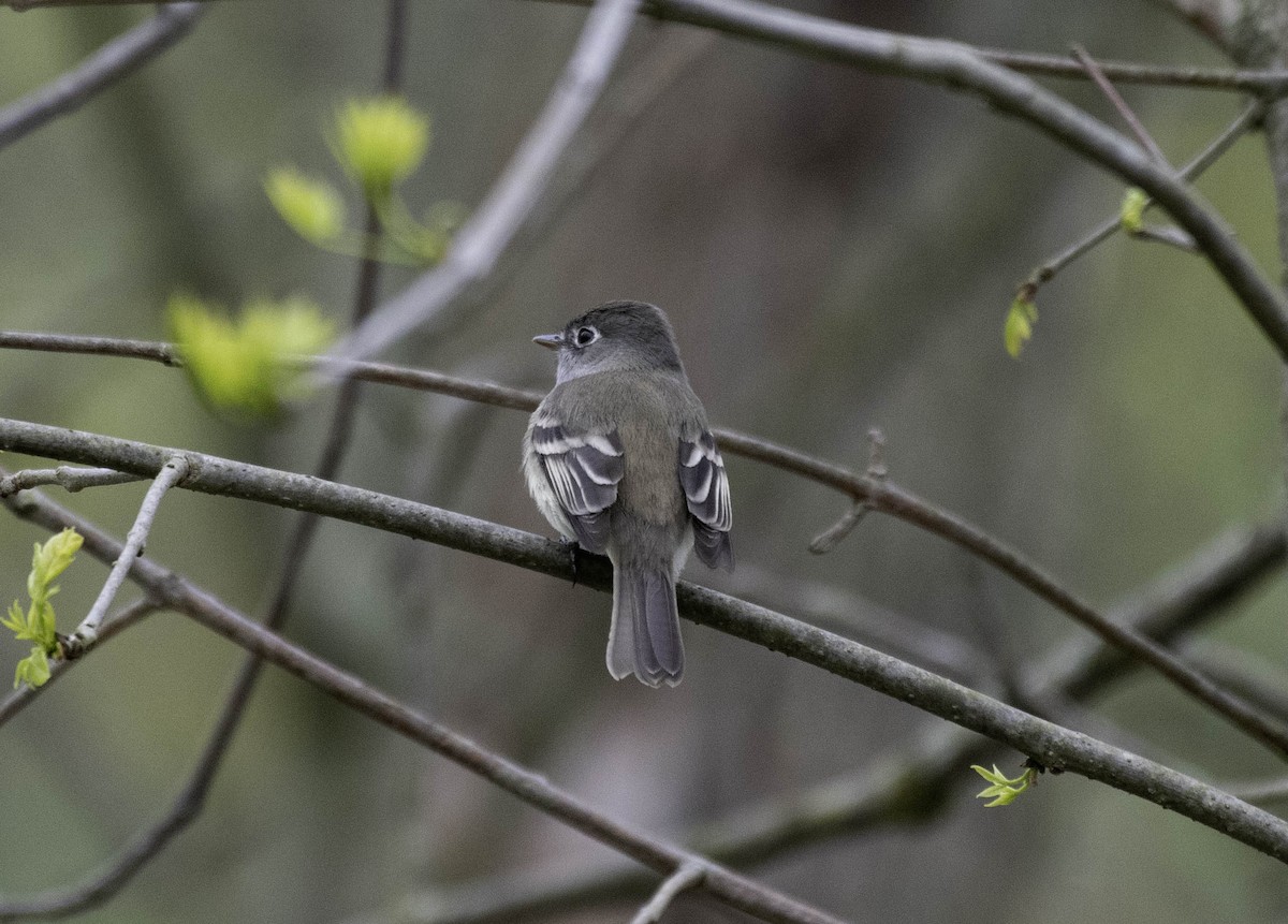 Least Flycatcher - ML618497983