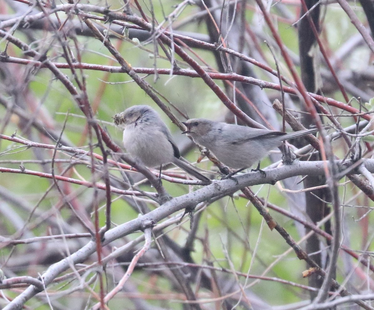 Bushtit - ML618497999