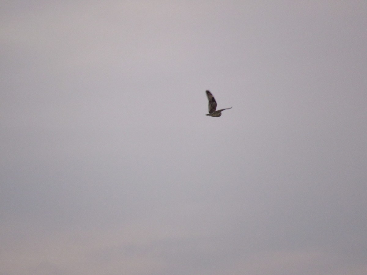 Short-eared Owl - ML618498005