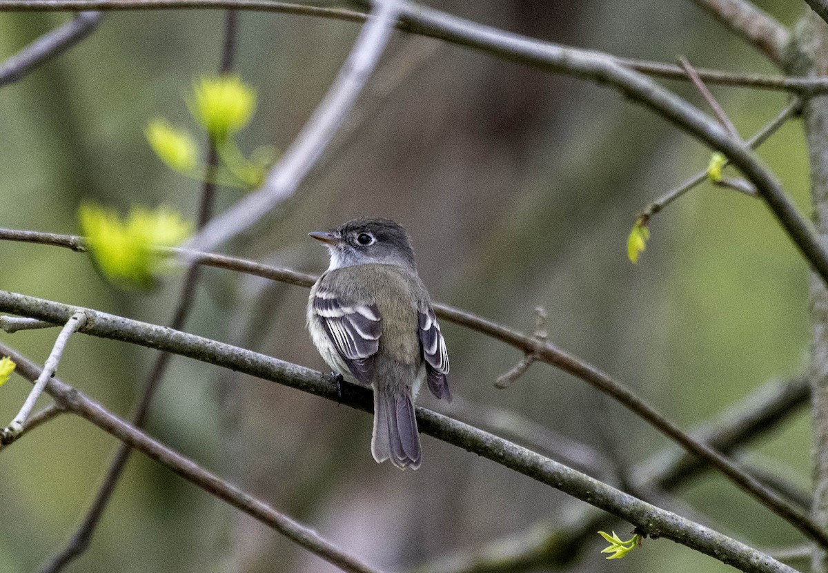 Least Flycatcher - ML618498007