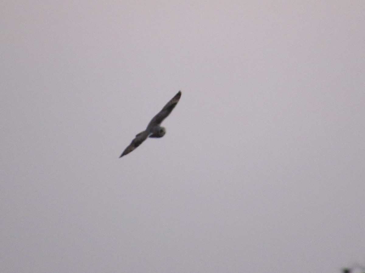 Short-eared Owl - Caleb Helsel