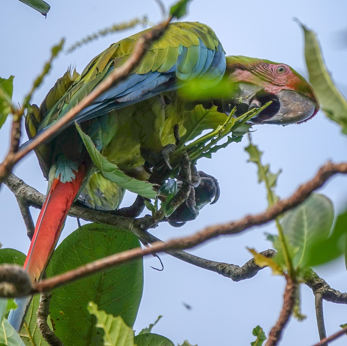 Great Green Macaw - Stéphane  Thomin