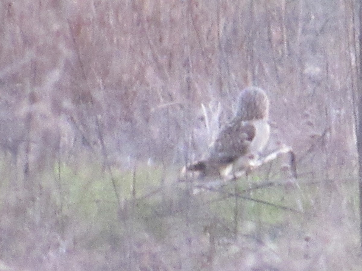 Short-eared Owl - ML618498016