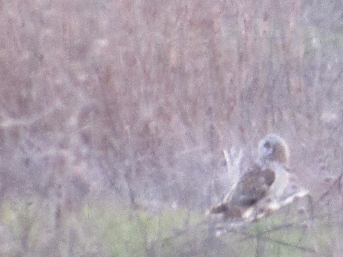 Short-eared Owl - Caleb Helsel