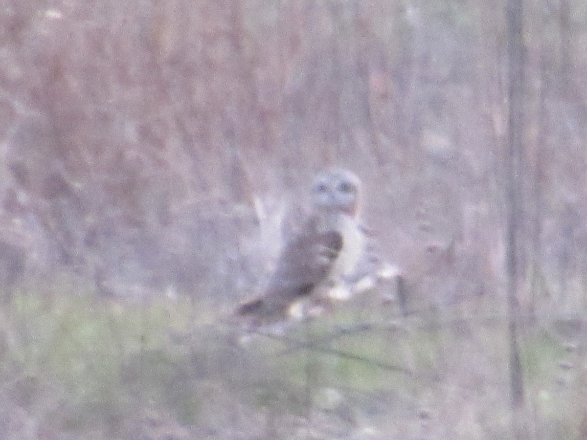 Short-eared Owl - ML618498023