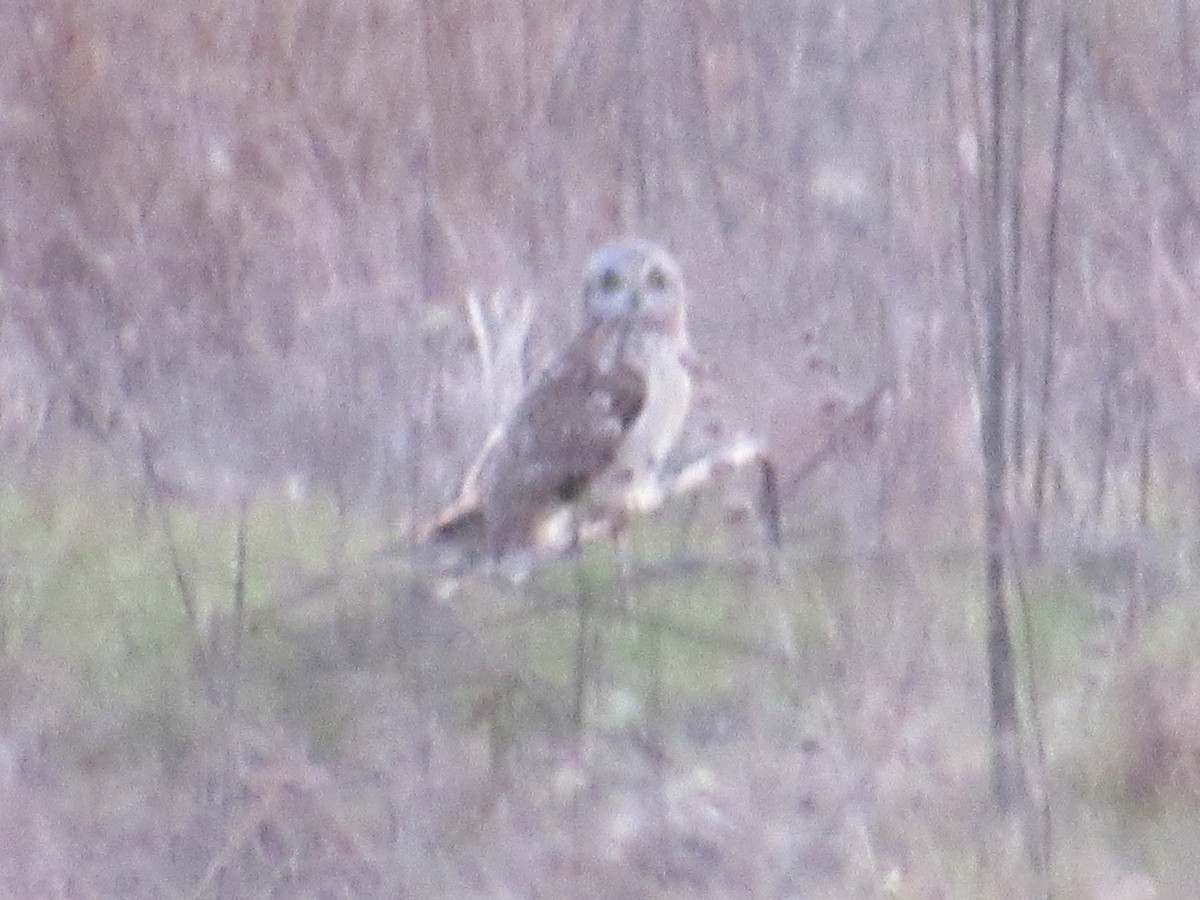 Short-eared Owl - Caleb Helsel