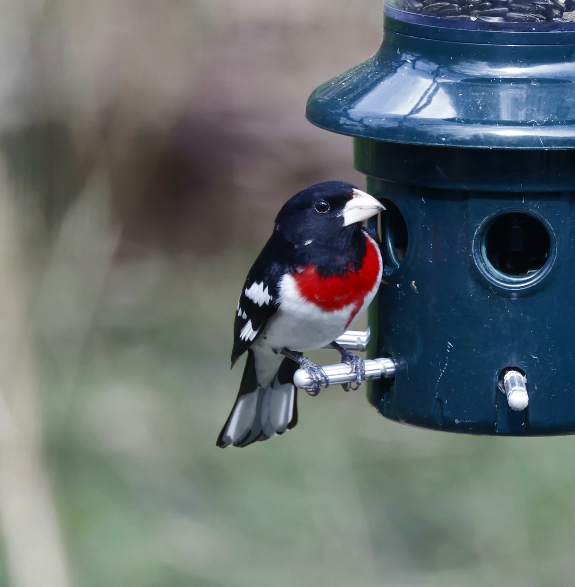 Rose-breasted Grosbeak - Robert Richard