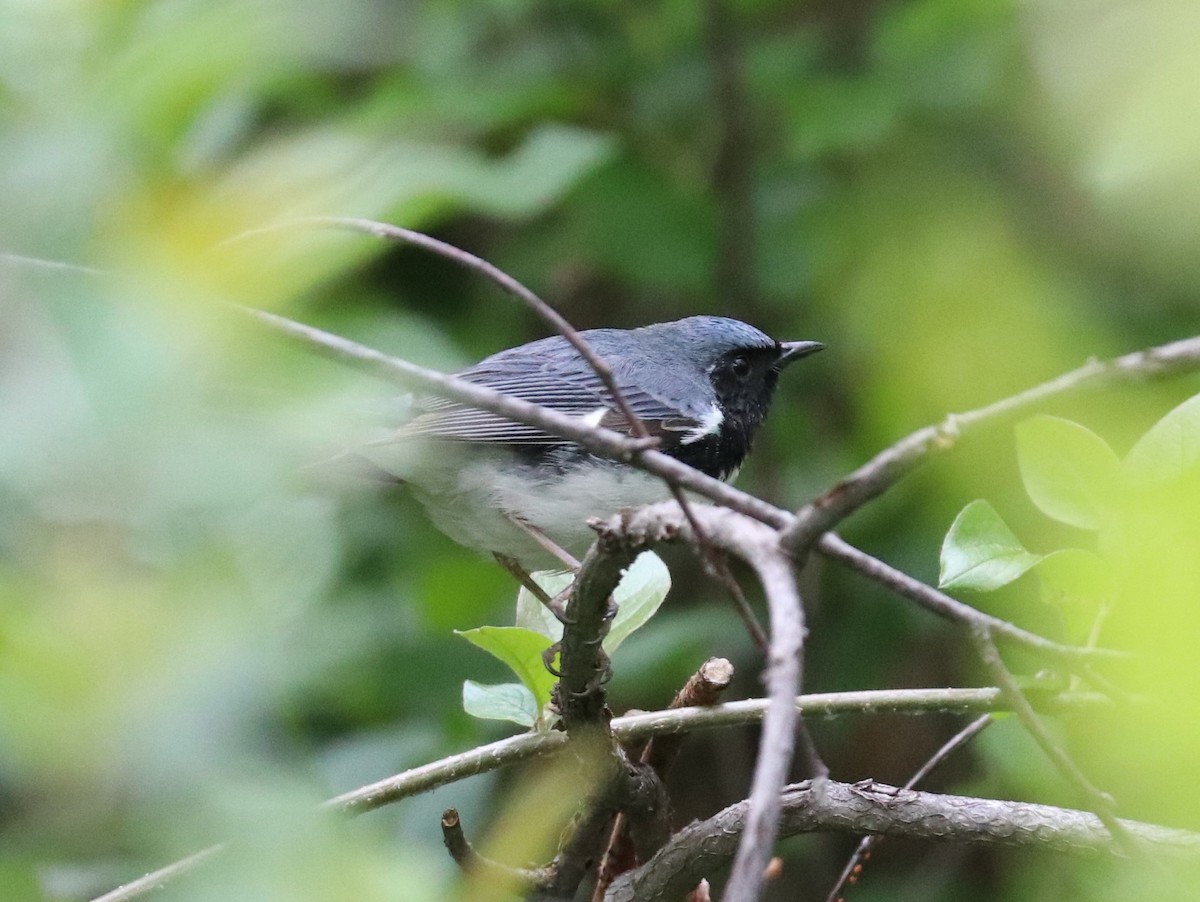 Black-throated Blue Warbler - ML618498052