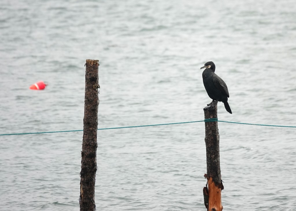 Great/Double-crested Cormorant - ML618498087