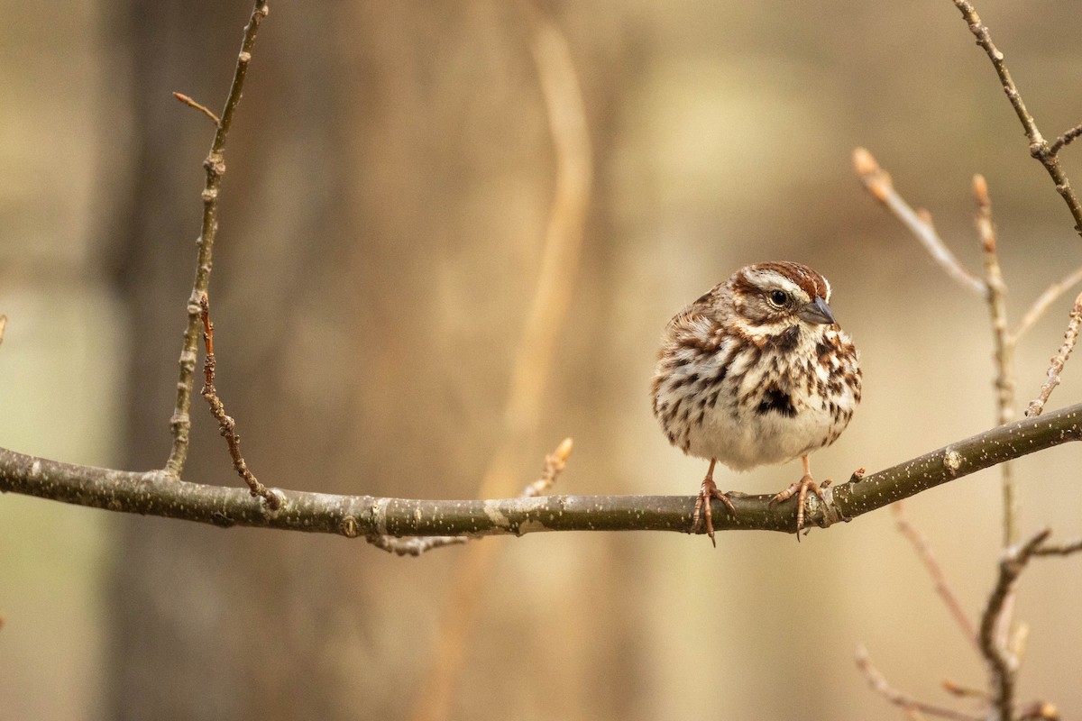 Song Sparrow - Nancy Clermont