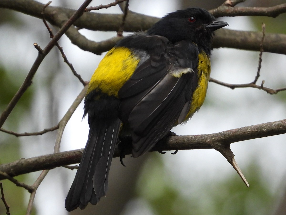 Black-and-yellow Silky-flycatcher - Steve & Josette Bonamo