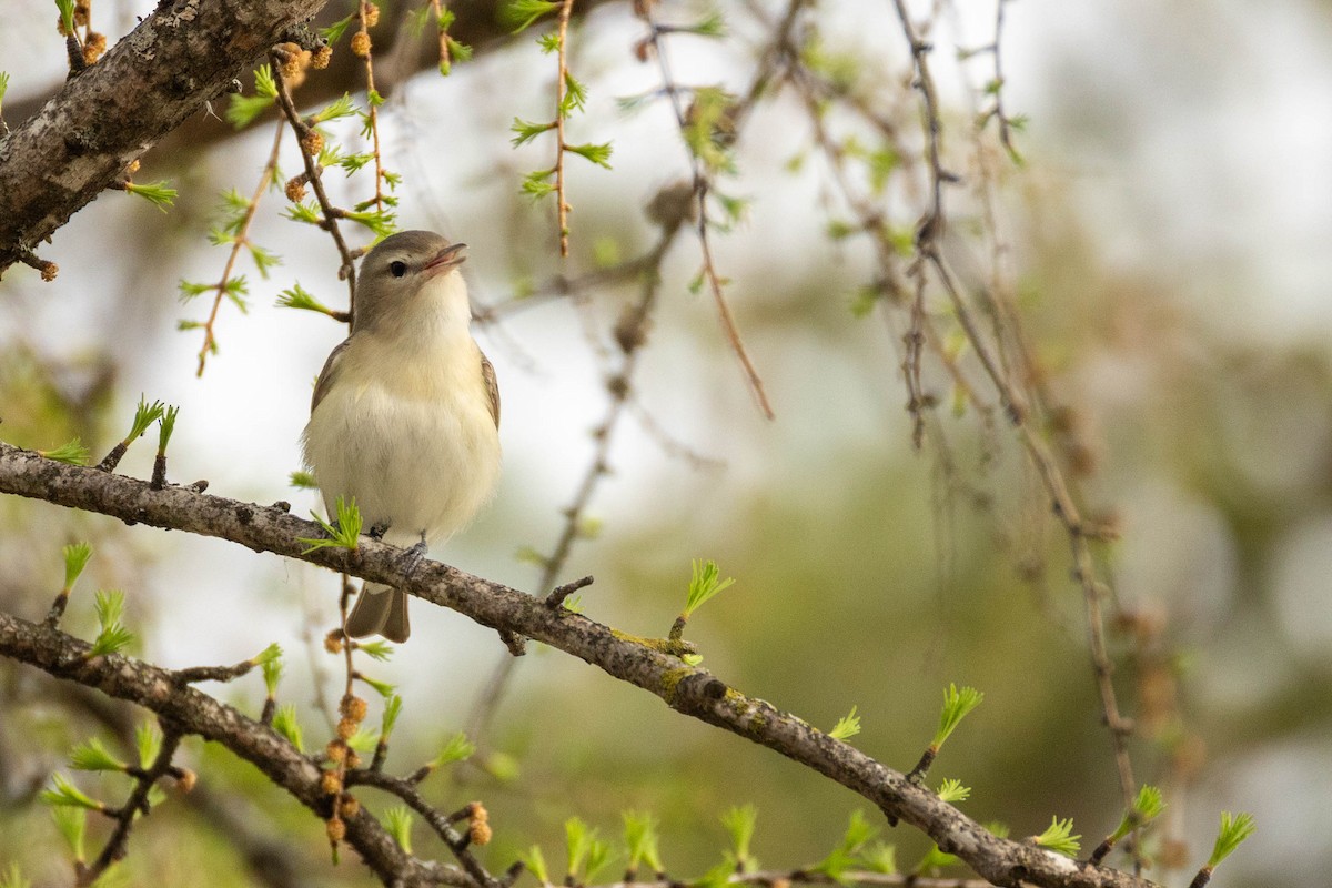 Warbling Vireo - ML618498129