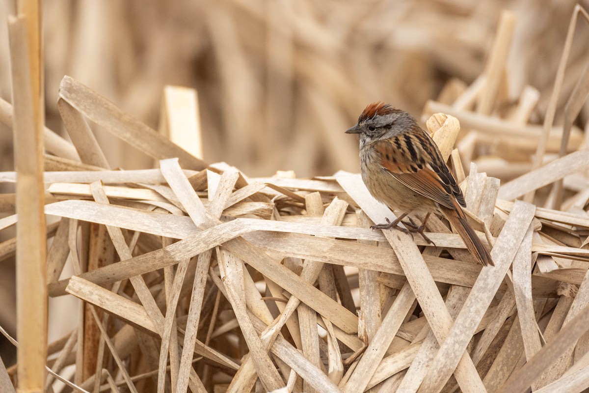 Swamp Sparrow - Nancy Clermont