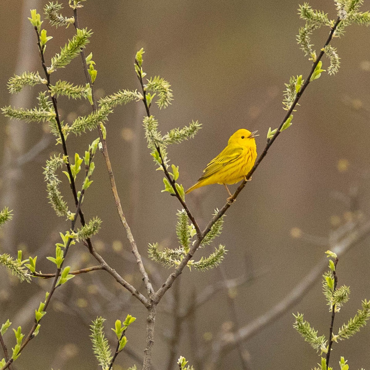 Yellow Warbler - Nancy Clermont