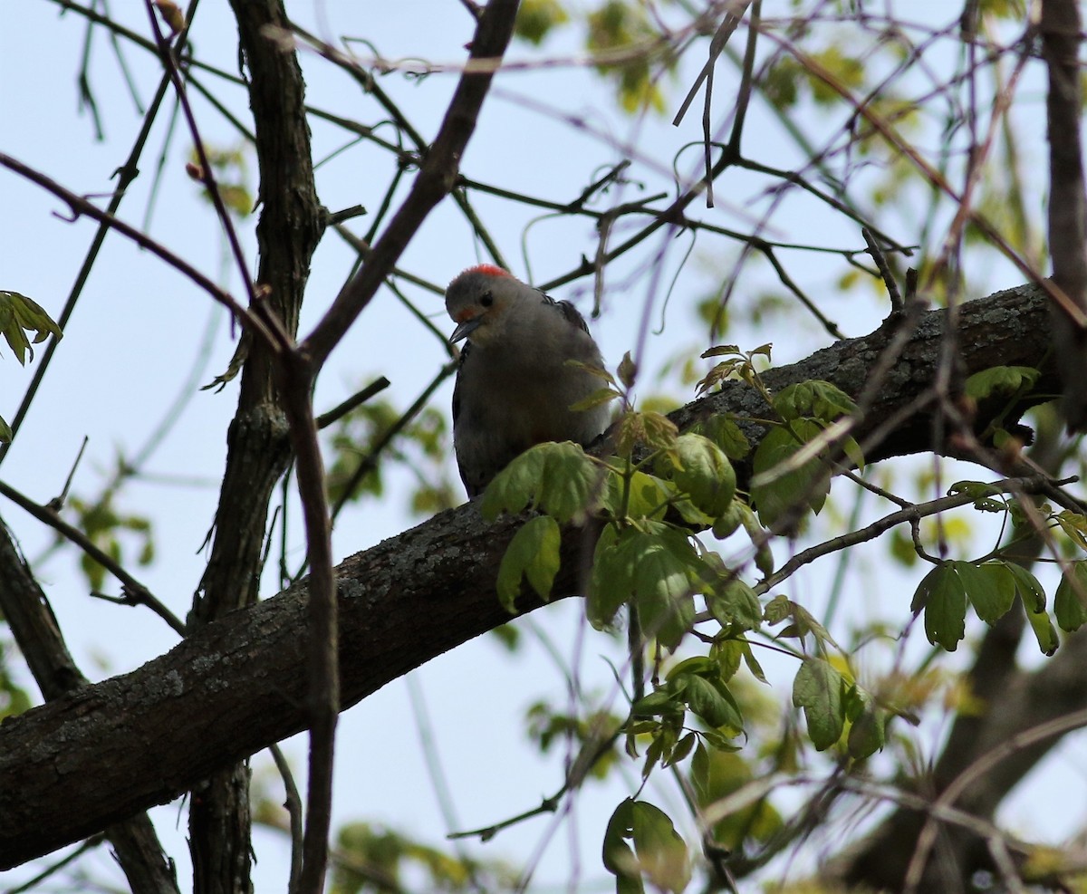 Red-bellied Woodpecker - ML61849821