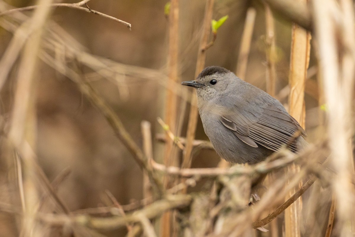 Gray Catbird - Nancy Clermont