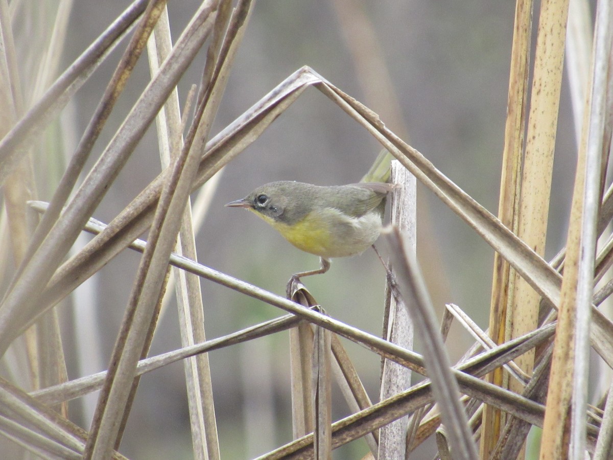 Common Yellowthroat - ML618498228