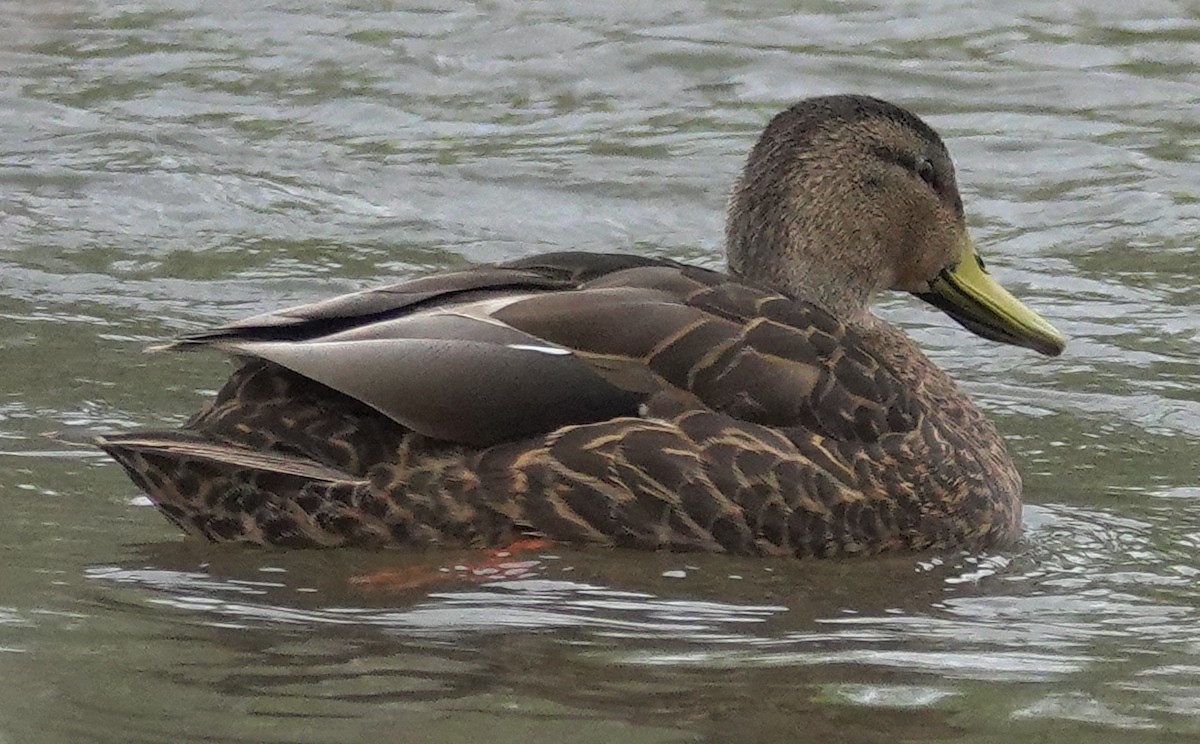 Canard du Mexique - ML618498234