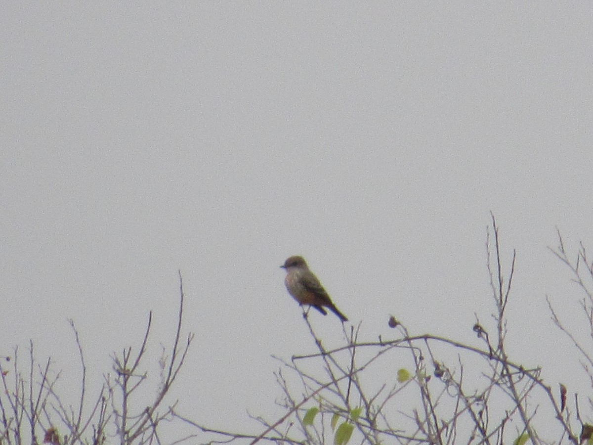 Vermilion Flycatcher - ML618498242