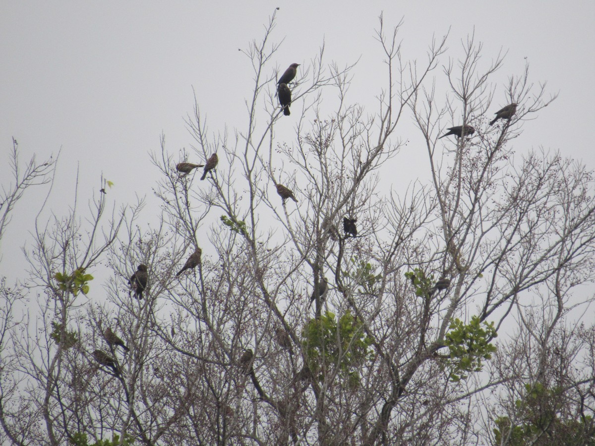 Rusty Blackbird - ML618498256