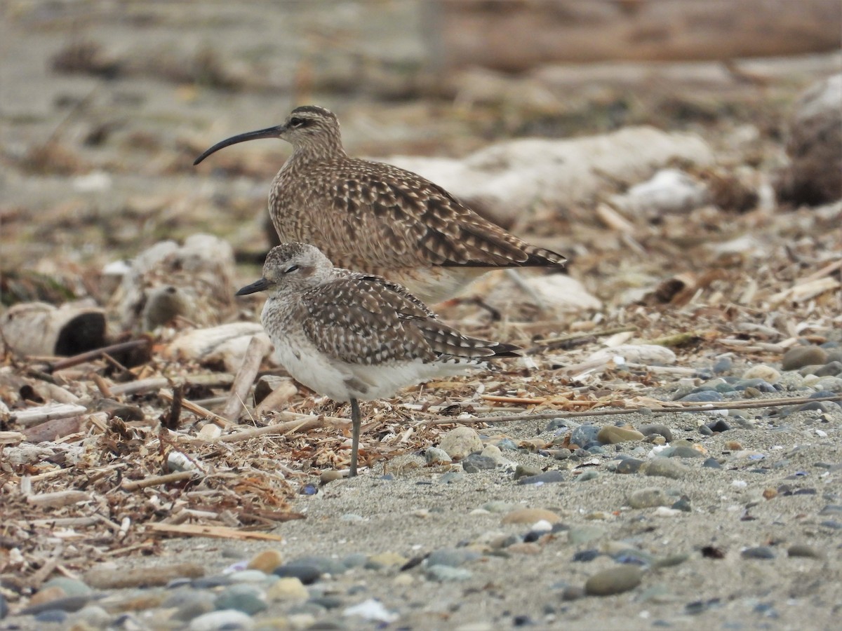 Black-bellied Plover - ML618498258