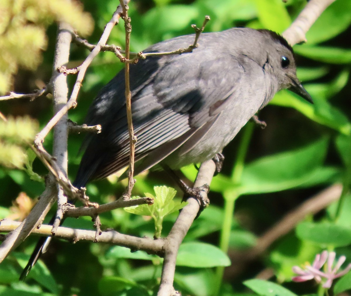 Gray Catbird - ML618498260