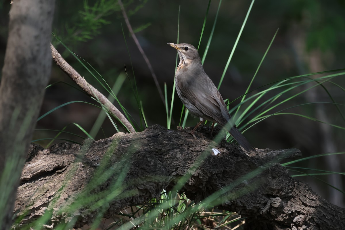 Red-throated Thrush - Oscar Takahashi