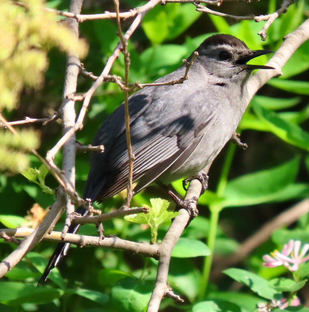 Gray Catbird - ML618498289