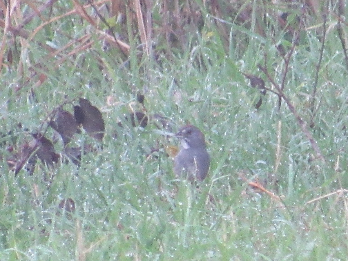 Green-tailed Towhee - ML618498291