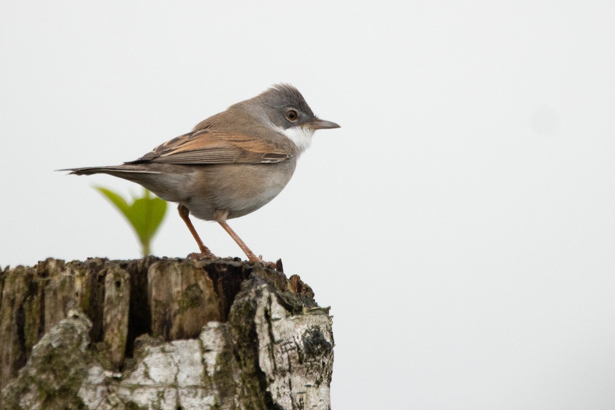 Greater Whitethroat - Letty Roedolf Groenenboom