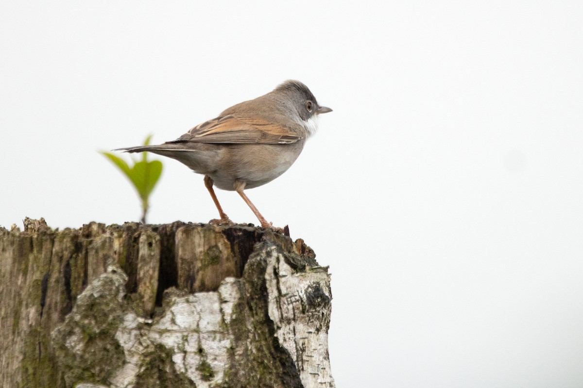 Greater Whitethroat - Letty Roedolf Groenenboom